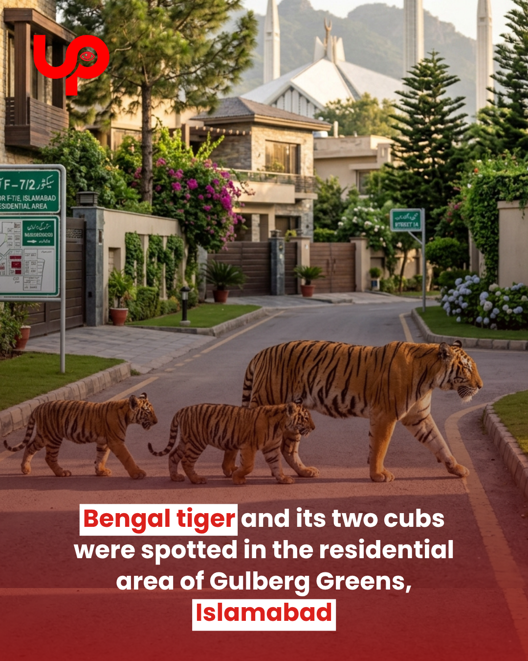 Bengal tiger and two cubs reportedly spotted in Gulberg Greens Islamabad residential area